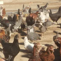 وارگ وکلشیر کوردی|حیوانات مزرعه|حمیل, |دیوار