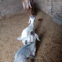 بز نژدی|حیوانات مزرعه|بهبهان, |دیوار