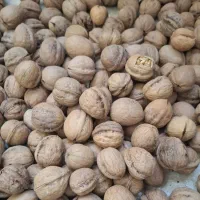 گردو تویسرکان|خوردنی و آشامیدنی|قم, پردیسان|دیوار