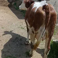 فروش گاو زایده