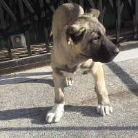 واگذاری ماده سرابی اصیل|سگ|هشتگرد, ینگی امام|دیوار