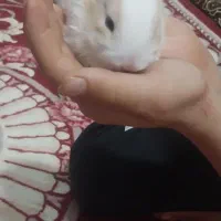 دوعددخرگوش پشمالو