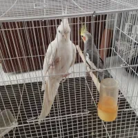 یک جفت عروس هلندی