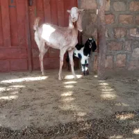 بز و بزغاله