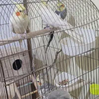 فقط معاوضه با عروس هلندی