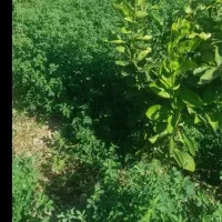 یونجه. ( علف پاک )|اجارهٔ دفتر صنعتی، کشاورزی، تجاری|بم, |دیوار