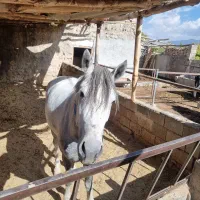 فروش‌نریون‌کرد‌.دره‌شور|اسب و تجهیزات اسب‌سواری|شاهرود, |دیوار