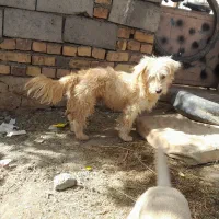 پاپی پشمالو|سگ|تربت‌حیدریه, پائین ولایت|دیوار