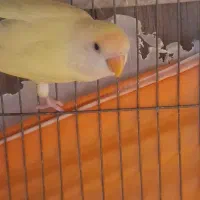 طوطی برزیلی کرمینو|پرنده|ارومیه, |دیوار