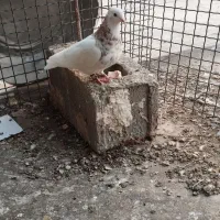 کبوتر|پرنده|گنبکی, |دیوار