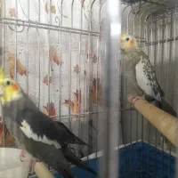 طوطی عروس نروماده|پرنده|الوند, |دیوار