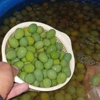 زیتون شور|عمدهفروشی|دالاهو, |دیوار