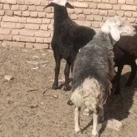 بره قوچی|حیوانات مزرعه|زاوه, |دیوار