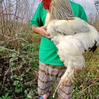 مرغ خروس جوجه برهما