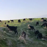 بز داشتی سالم