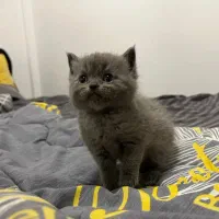 بریتیش و اسکاتیش های( اصیل و استثنایی )|گربه|تبریز, |دیوار