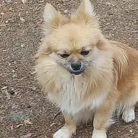 سگ پامرانین|سگ|صحنه, |دیوار