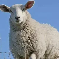 دامداری حاج محمود گوسفندزنده|حیوانات مزرعه|کرج, مهرویلا جنوبی|دیوار