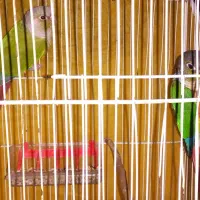 گرینچیک مولد ۶ تخم