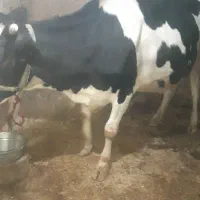 گاوتلیسه ابستن نزدیک زا|حیوانات مزرعه|دینور, |دیوار