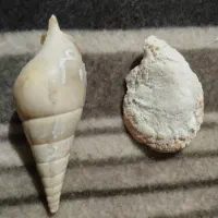 صدف زیبا از دریای کیش