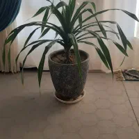 گل پاندانوس|گل و گیاه طبیعی|فولادشهر, A4|دیوار