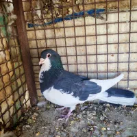 سینه سرخ و چپ سیاه