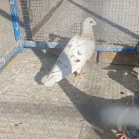 هفت رنگ زرد|پرنده|سبزوار, قصبه شرقی|دیوار