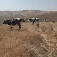 فروش‌‌یک‌راس‌گاو‌‌جوان