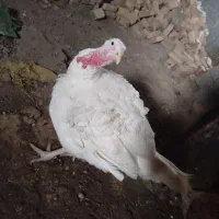 بوقلمون و خروس