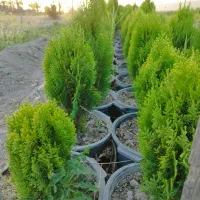 سرو شیراز و نهال مرکبات و سیاه درخت|خدمات باغبانی و درختکاری|شیراز, حومه شیراز|دیوار