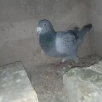 کفتر جفتگاه|پرنده|مشهد, فرخد|دیوار