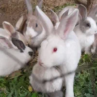 خرگوش خوشگل سیصد|موش و خرگوش|نمین, |دیوار