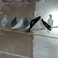 ۱۰عدد کبوتر|پرنده|قنوات, |دیوار