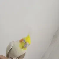 عروس هلندی|پرنده|آذرشهر, |دیوار