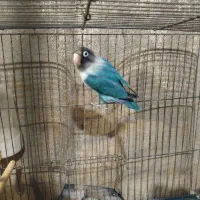 تعدادی کوتوله برزیلی جفت