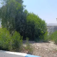 نهال اکاسیاه(بیدسیاه‌‌)۲۰تومن. اکالیپتوس چوب سیاه|خدمات باغبانی و درختکاری|جهرم, |دیوار