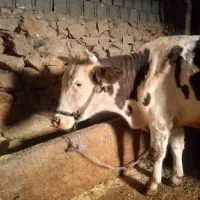 گاو هشت ماه ابسن|حیوانات مزرعه|بلبان آباد, |دیوار