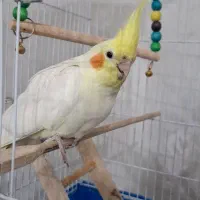 عروس هلندی نر|پرنده|پیر بکران, |دیوار