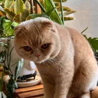 واگذاری گربه با تمام وسایل|گربه|آبادان, |دیوار