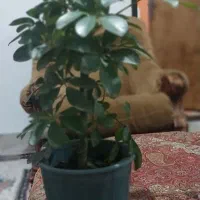 گل شفلرا