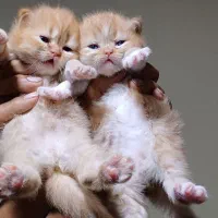 گربه پرشین 2قلوه