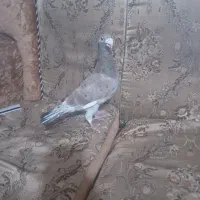نر کله اسبی