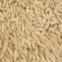 جو آبی جلگه