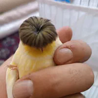 قناری گلاستر