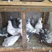 دسته پرنده|پرنده|رضوانشهر, |دیوار