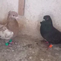 ۶تاصید پرشی