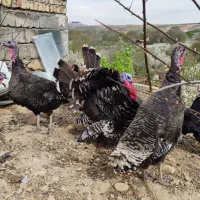 خروس برهما لایت|حیوانات مزرعه|هشتگرد, خور|دیوار