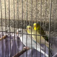 مرغ عشقق