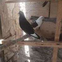 کبوتر100